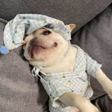 Clothes, Dogs Cats Favs Teddy Schnauzer